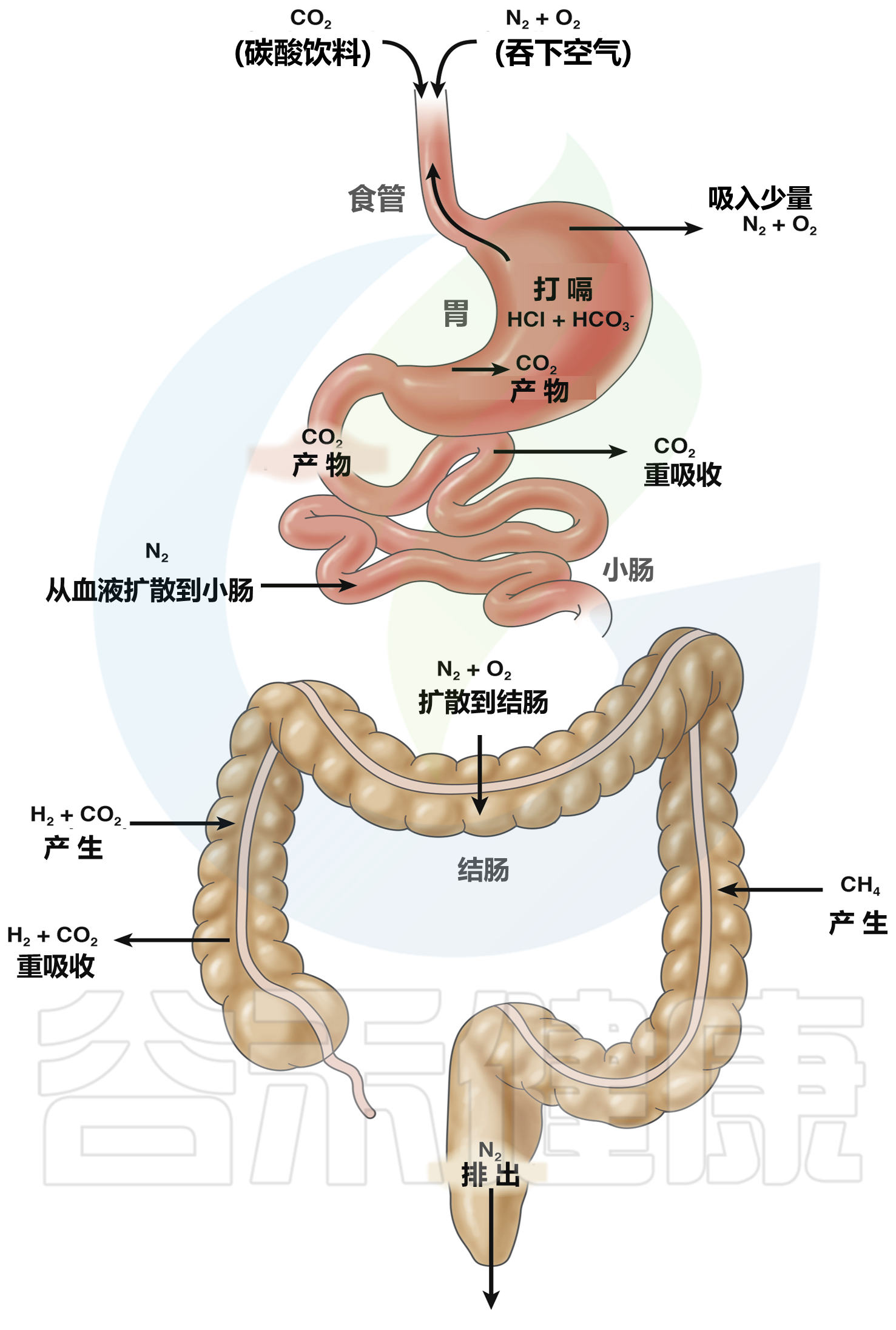 【东方新闻】肠梗阻——胃肠外科疾病中常见却复杂的急腹症_手术
