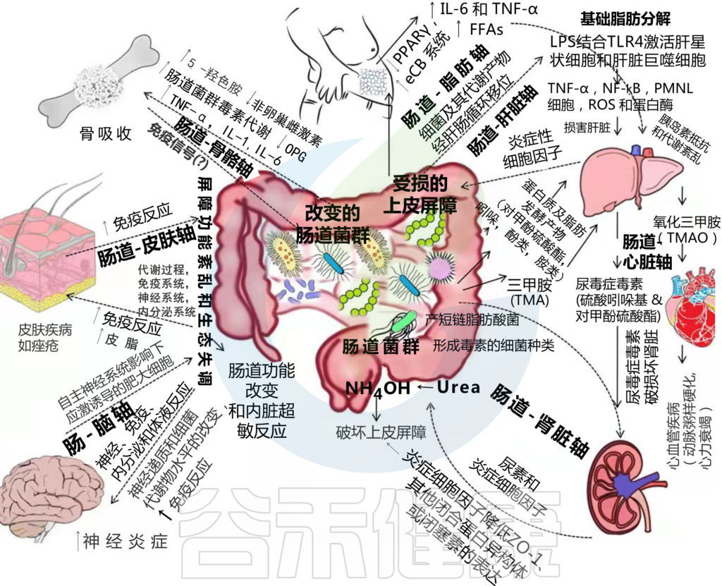 鳢肠：好心肠，能耐大，墨旱莲，就是它