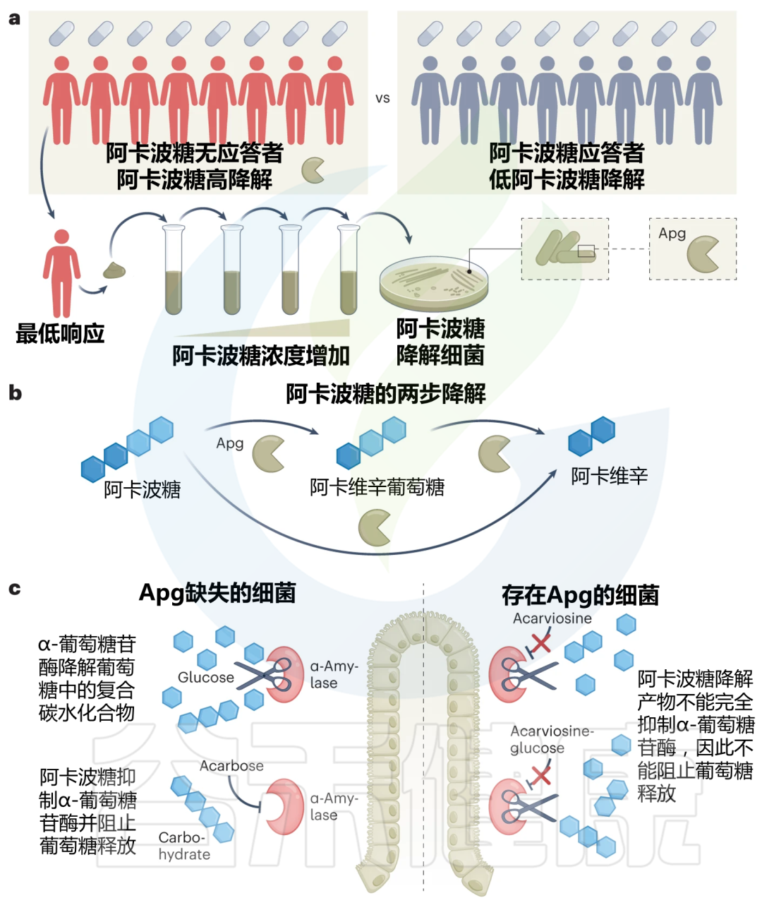 细菌葡萄糖苷酶 谷禾健康 