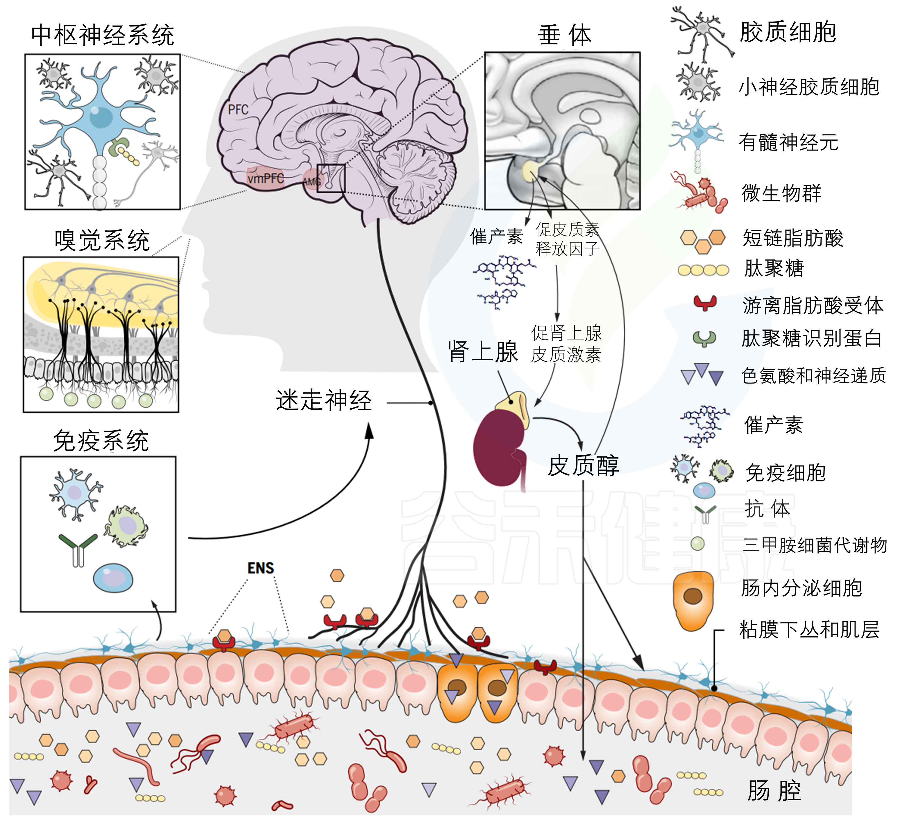 微生物 代谢产物 网络模型 – 谷禾健康