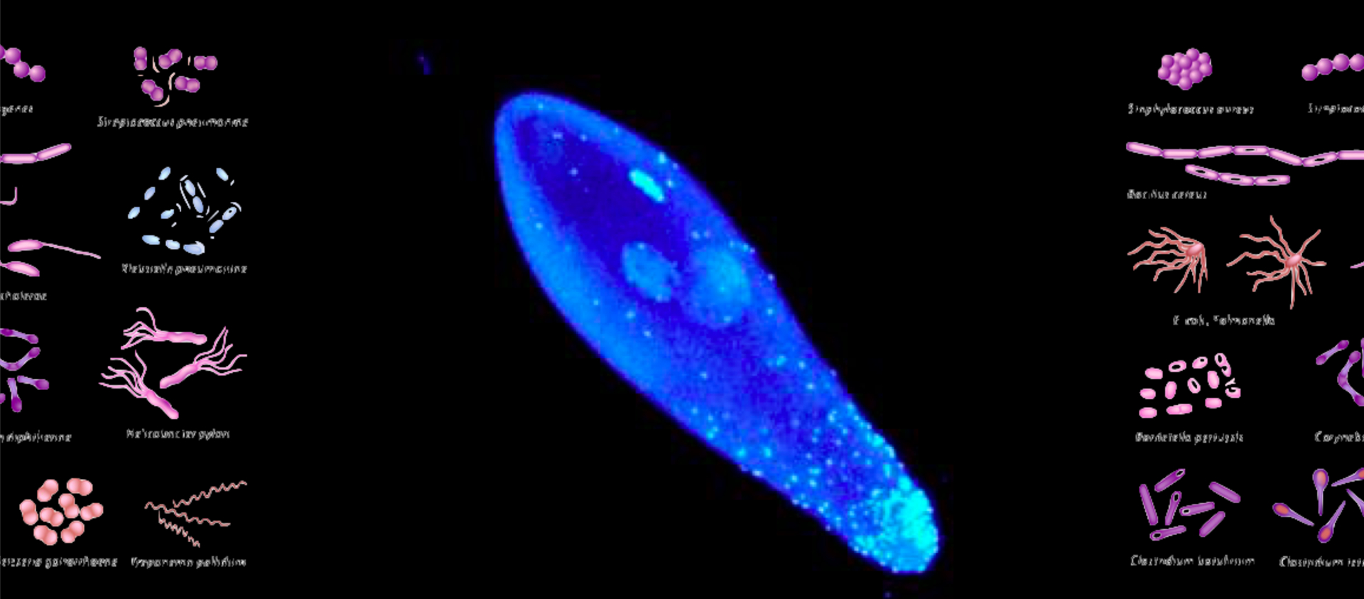 细菌繁殖– 谷禾健康