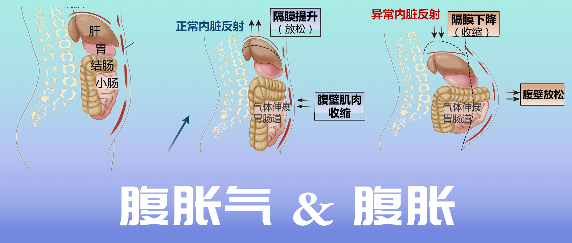 腹壁反射通路图图片