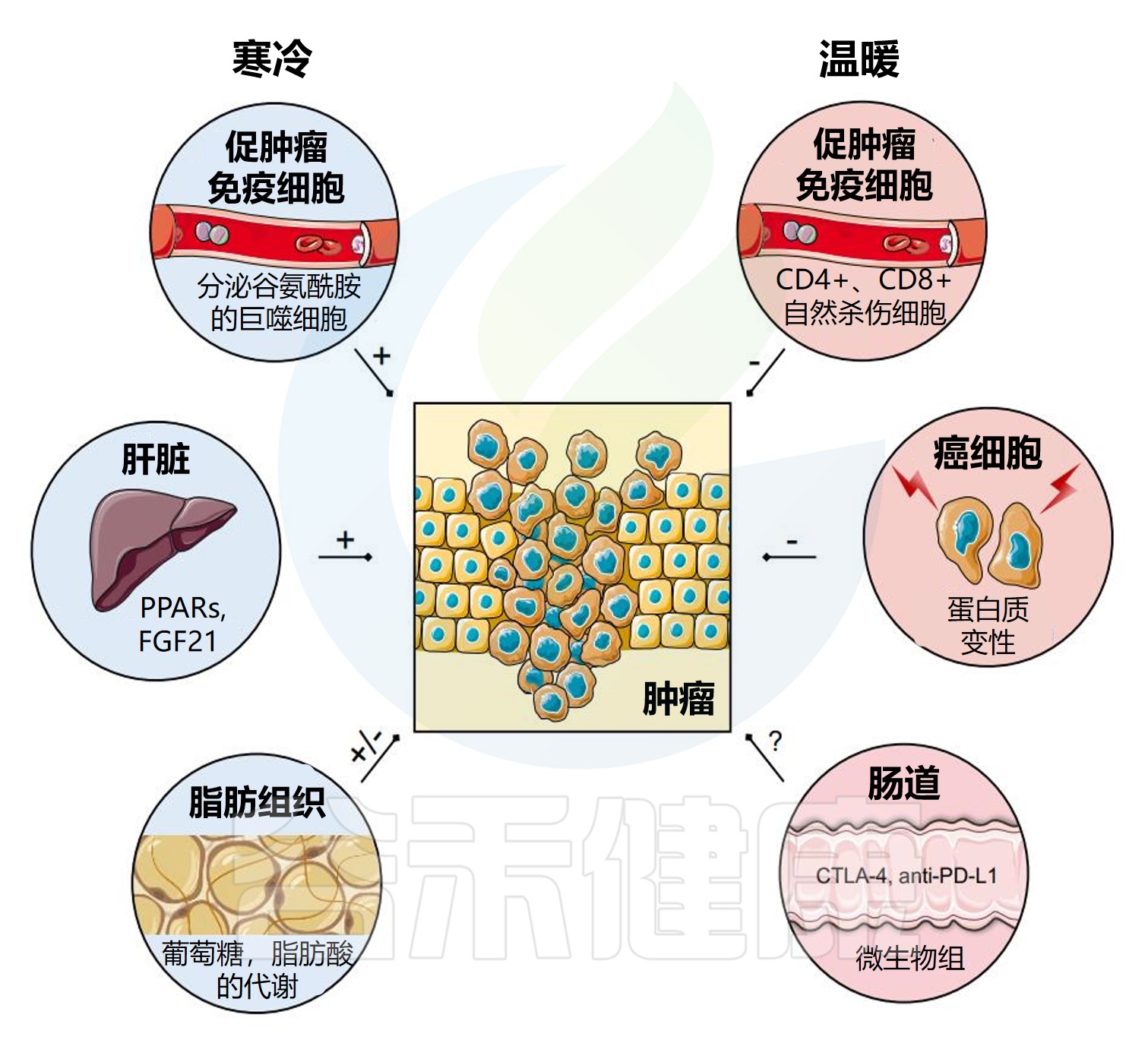 温度对免疫代谢调节 – 谷禾健康