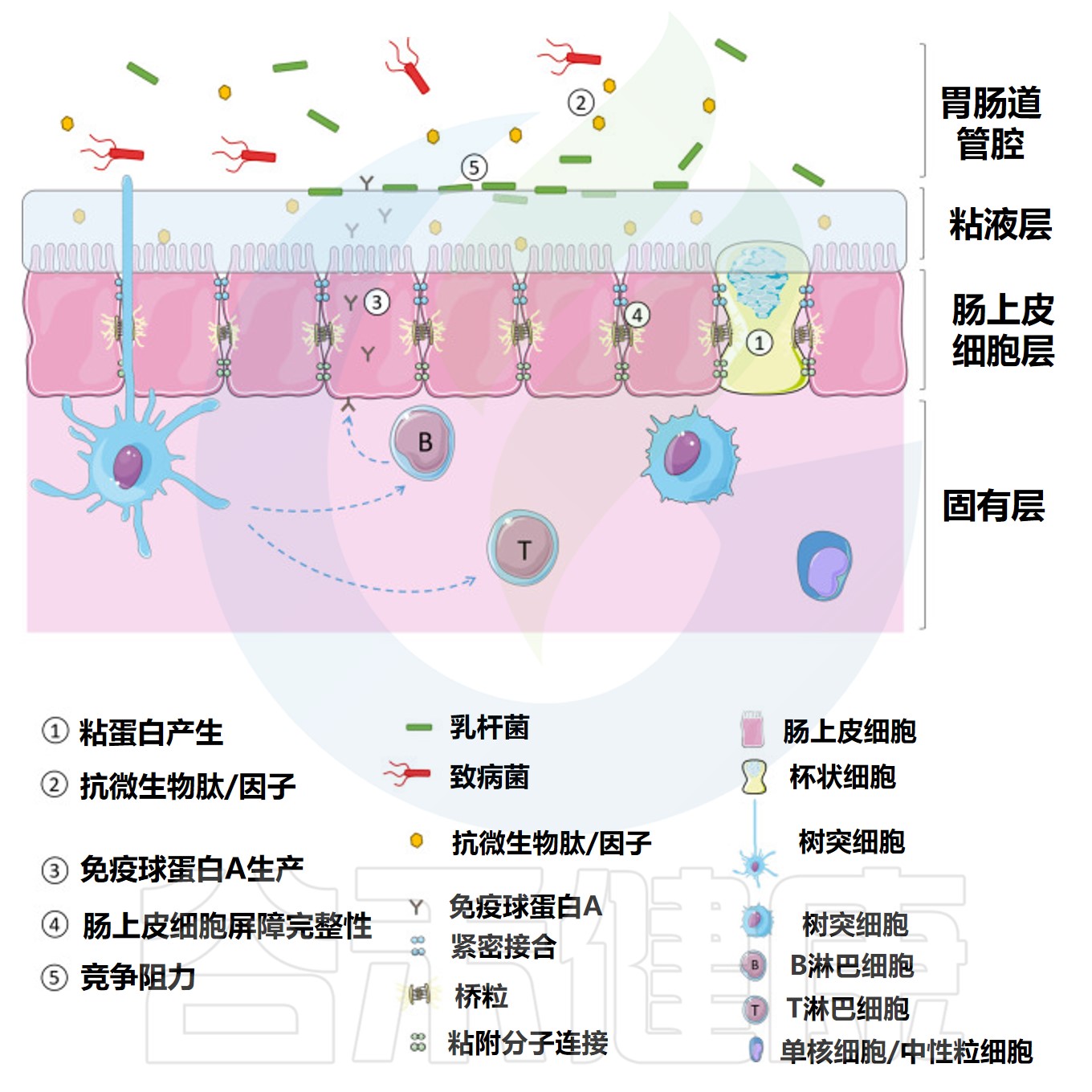 新冠疫情下免疫的重要性以及肠道菌群在其中的作用 – 谷禾健康