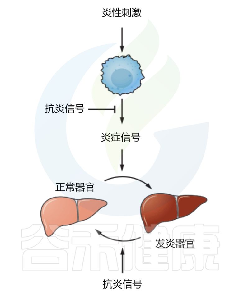 发炎 – 谷禾健康