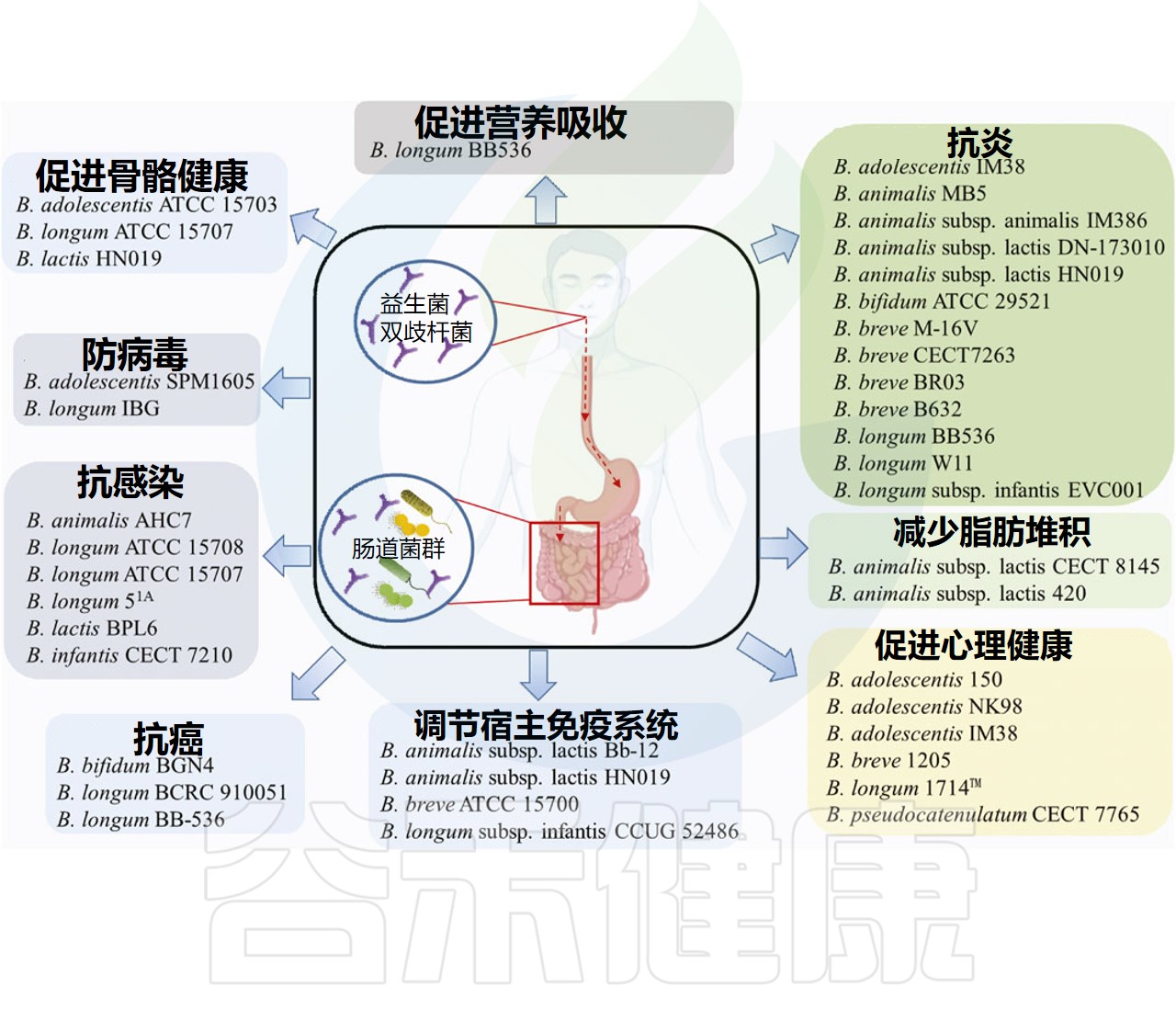 肠道核心菌属——双歧杆菌,你最好拥有它 – 谷禾健康