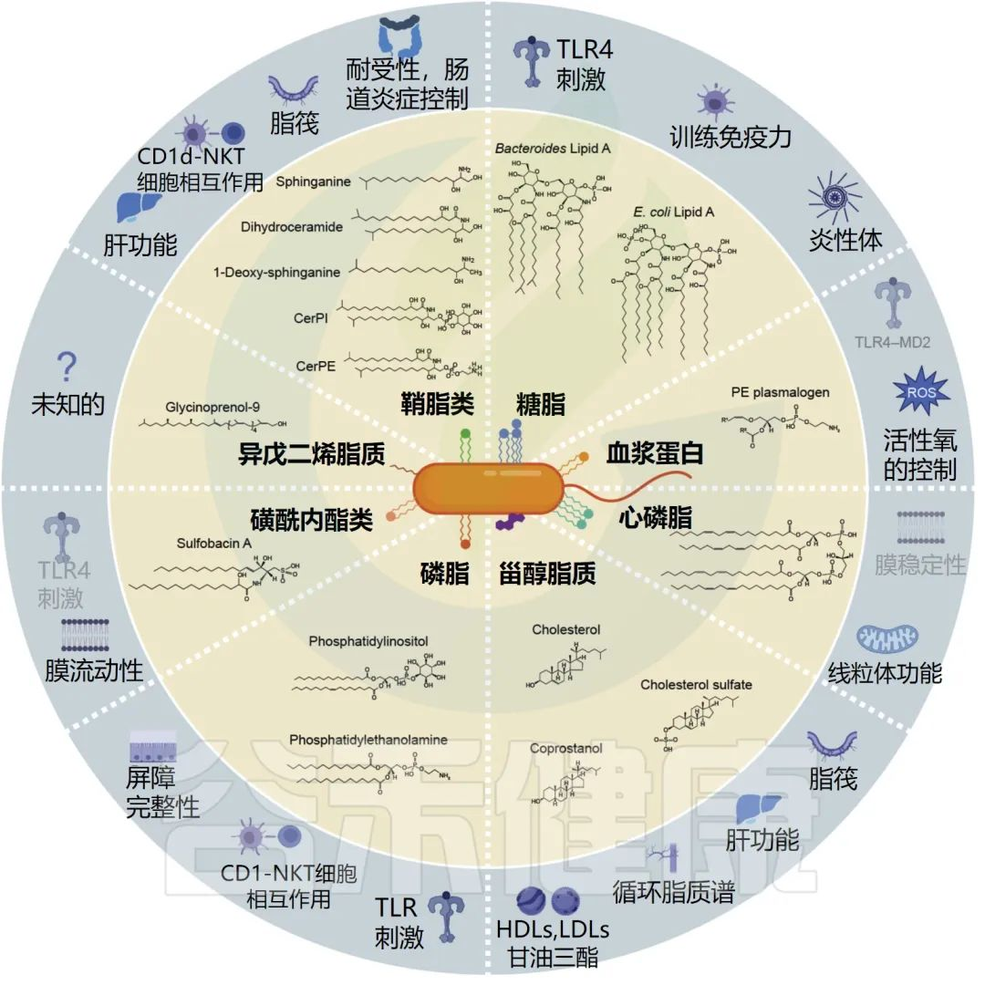 心磷脂 – 谷禾健康