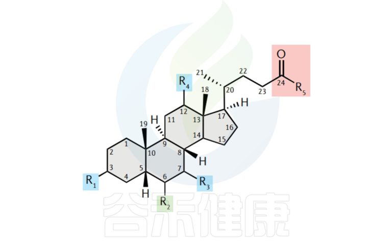 胆囊 – 谷禾健康