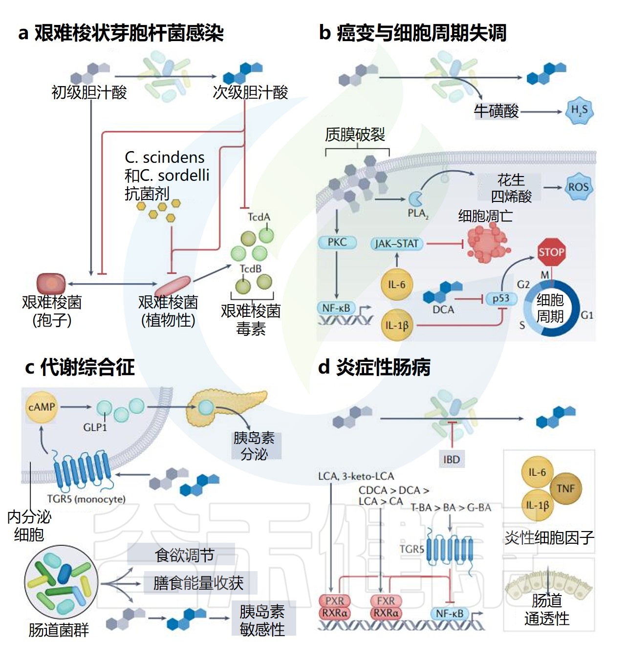 次级胆汁酸 – 谷禾健康