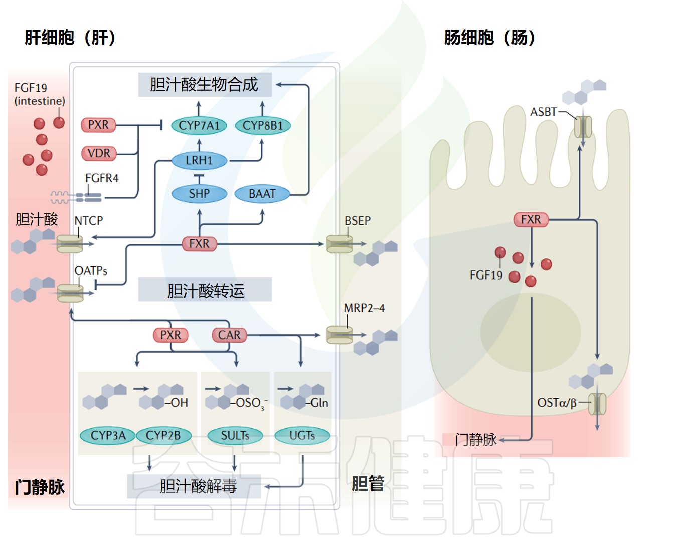 胆囊 – 谷禾健康