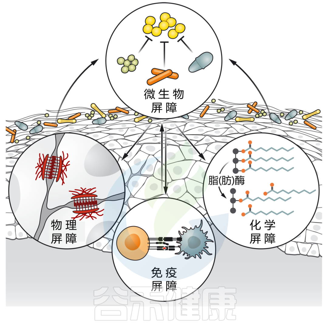 皮肤屏障 – 谷禾健康