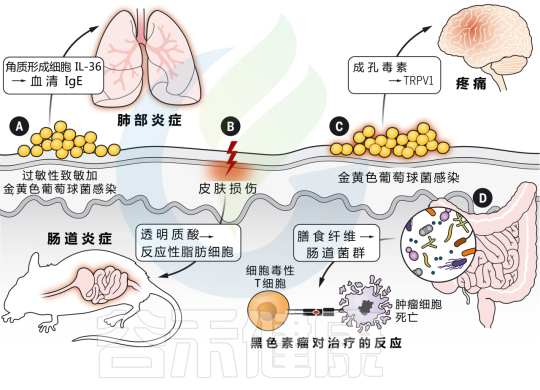 皮肤屏障 – 谷禾健康