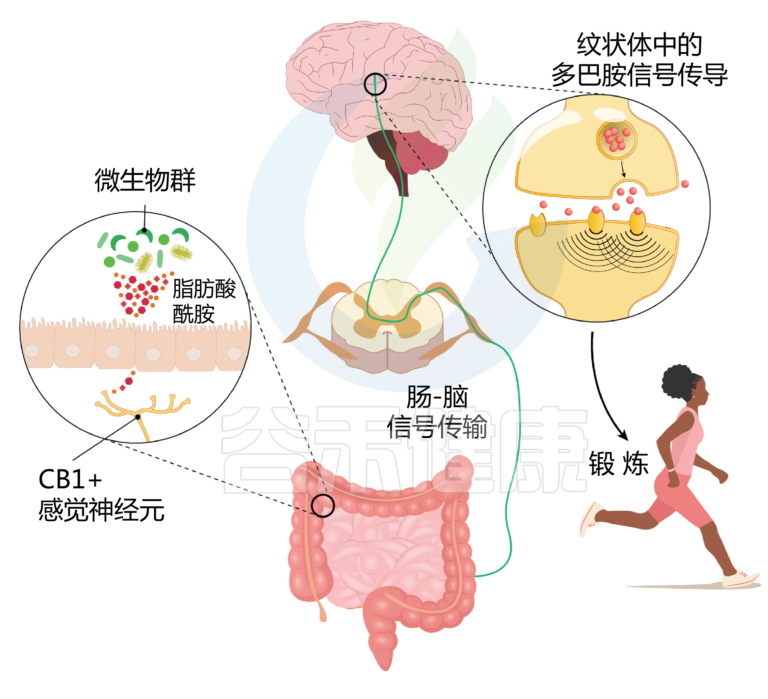 纹状体多巴胺 – 谷禾健康