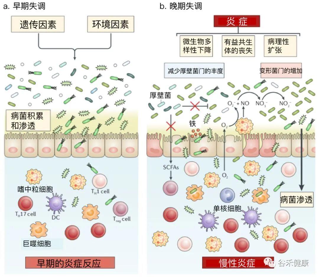 肠道结构 – 谷禾健康