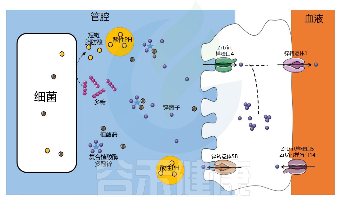 铁 – 谷禾健康
