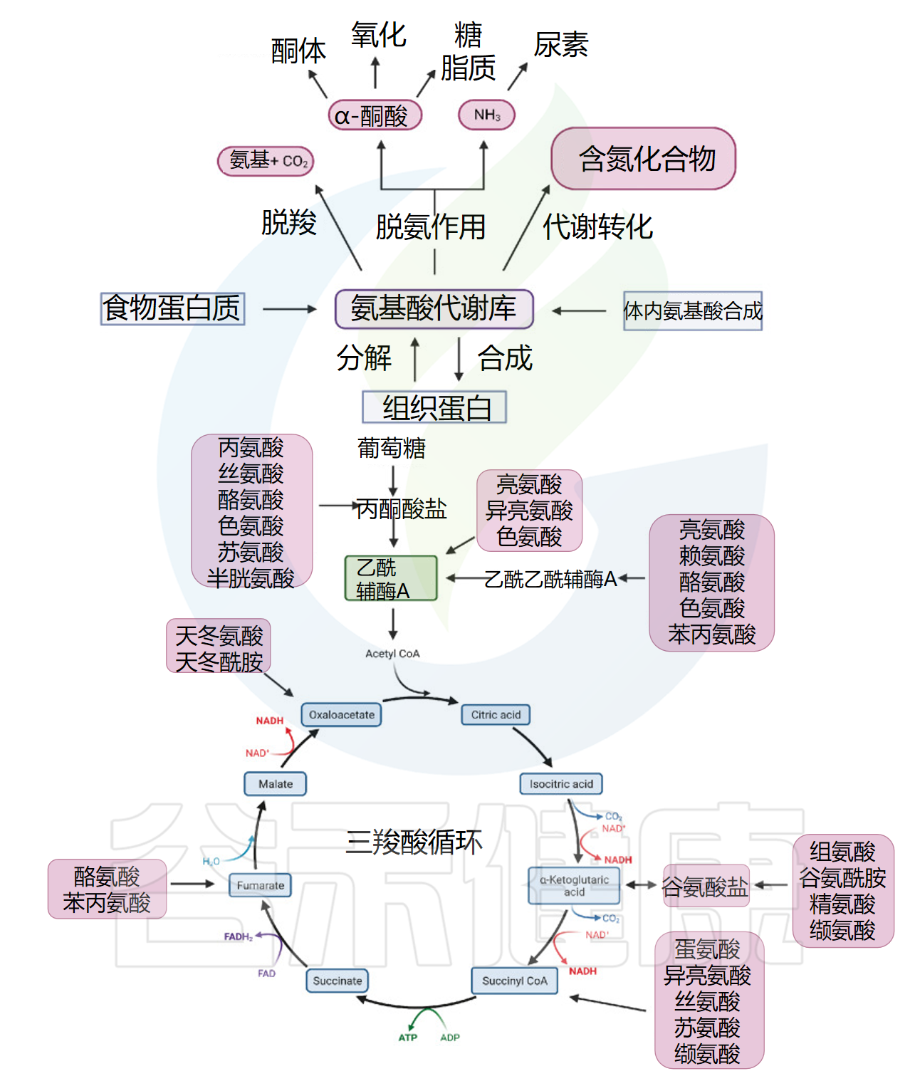 氨基酸代谢：从基础到应用，揭示其在健康与疾病的角色 – 谷禾健康