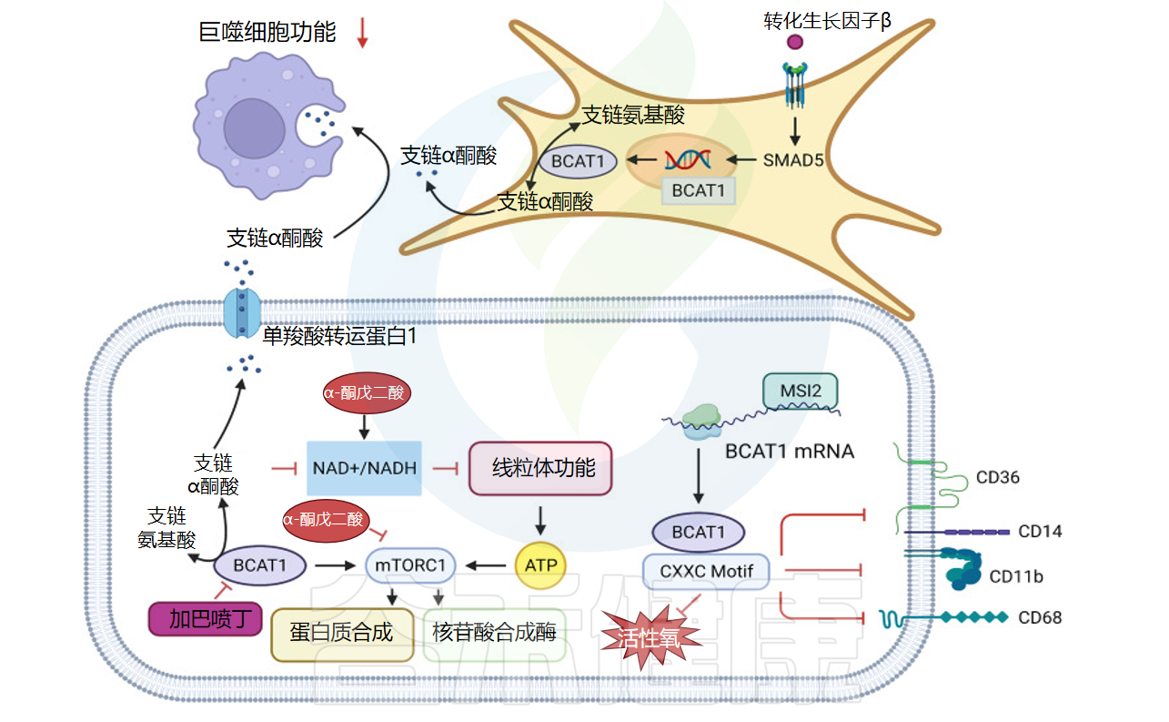 氨基酸代谢：从基础到应用，揭示其在健康与疾病的角色 – 谷禾健康