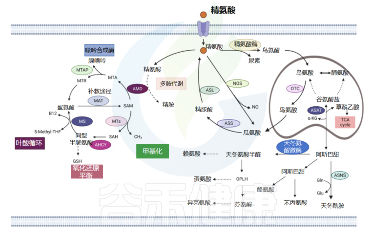 氨基酸代谢:从基础到应用,揭示其在健康与疾病的角色 – 谷禾健康