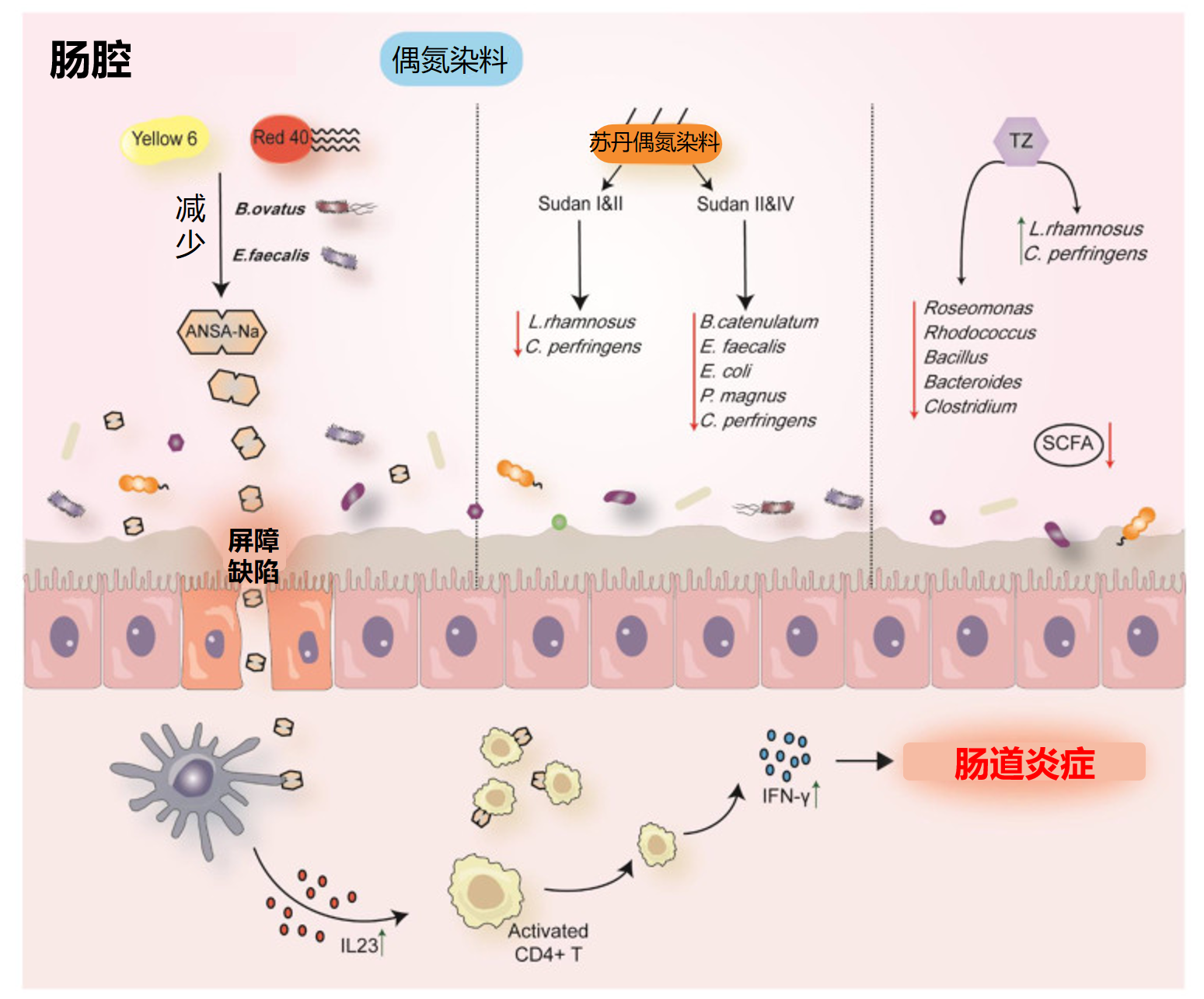 炎症 – 谷禾健康