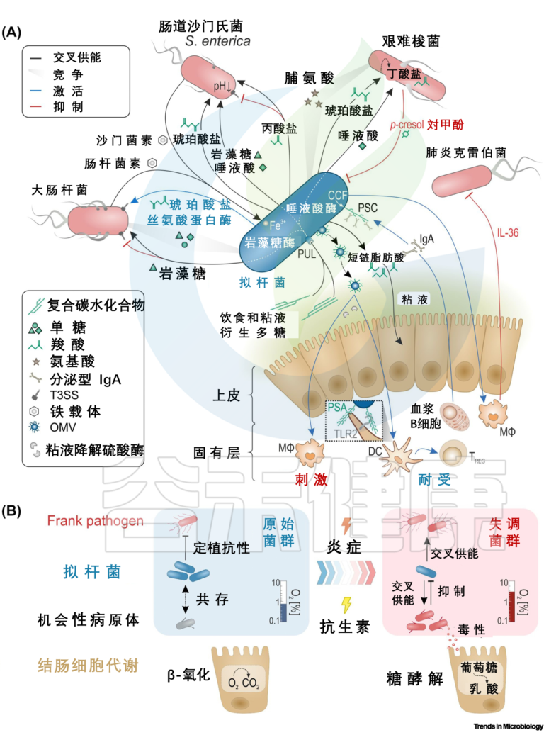 Bacteroides thetaiotaomicron – 谷禾健康