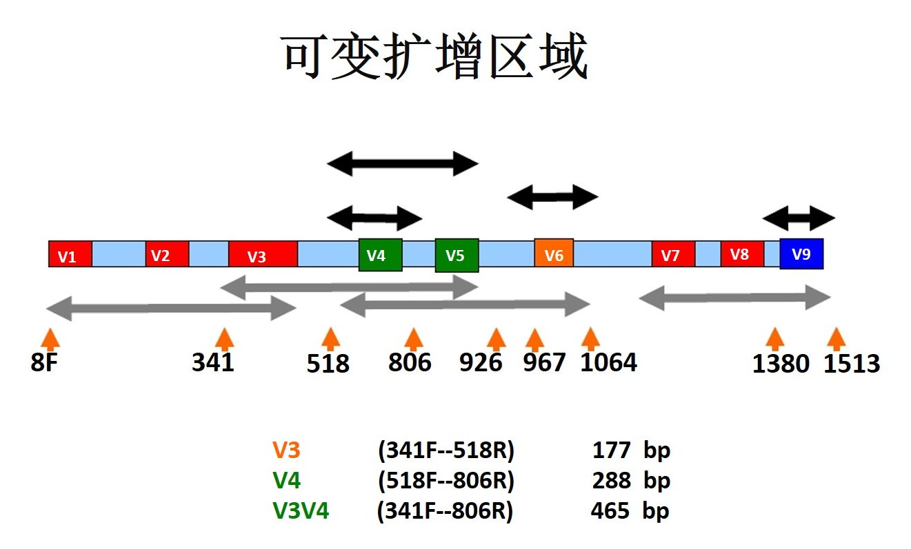 16s R 微生物16S科研测序分析服务 – 谷禾健康