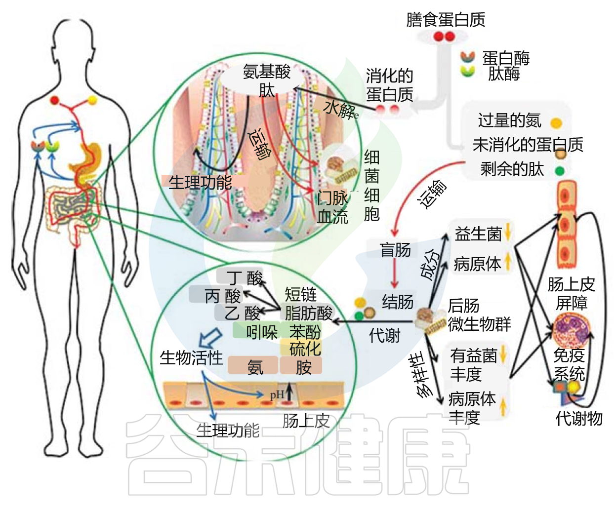 组胺 – 谷禾健康
