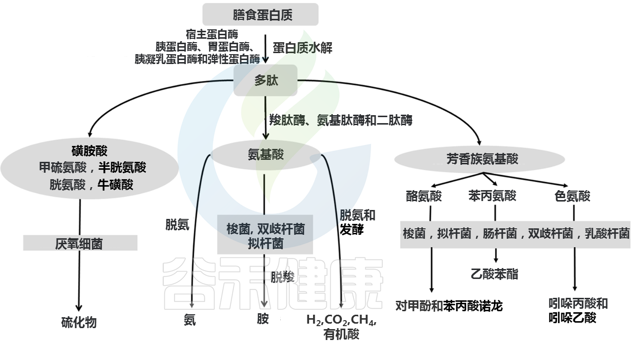 组胺 – 谷禾健康