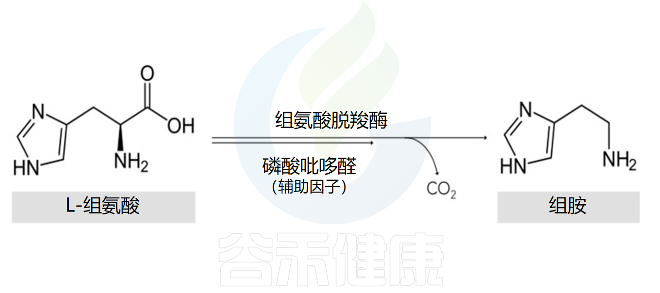 过敏反应的重要介质——组胺与免疫及肠道疾病 – 谷禾健康