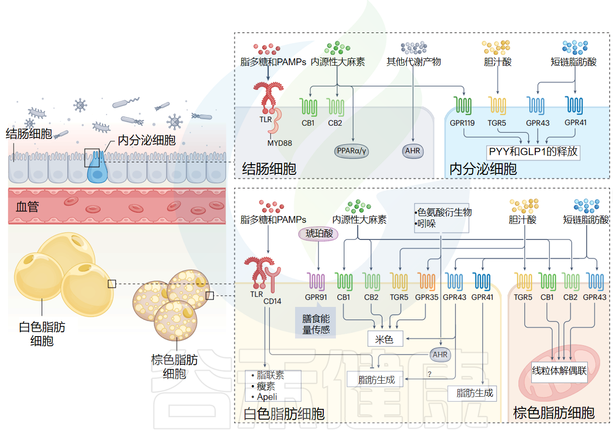 细胞代谢 – 谷禾健康