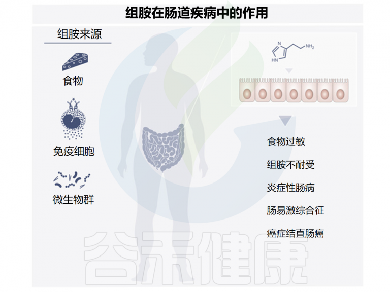 过敏反应的重要介质——组胺与免疫及肠道疾病 – 谷禾健康
