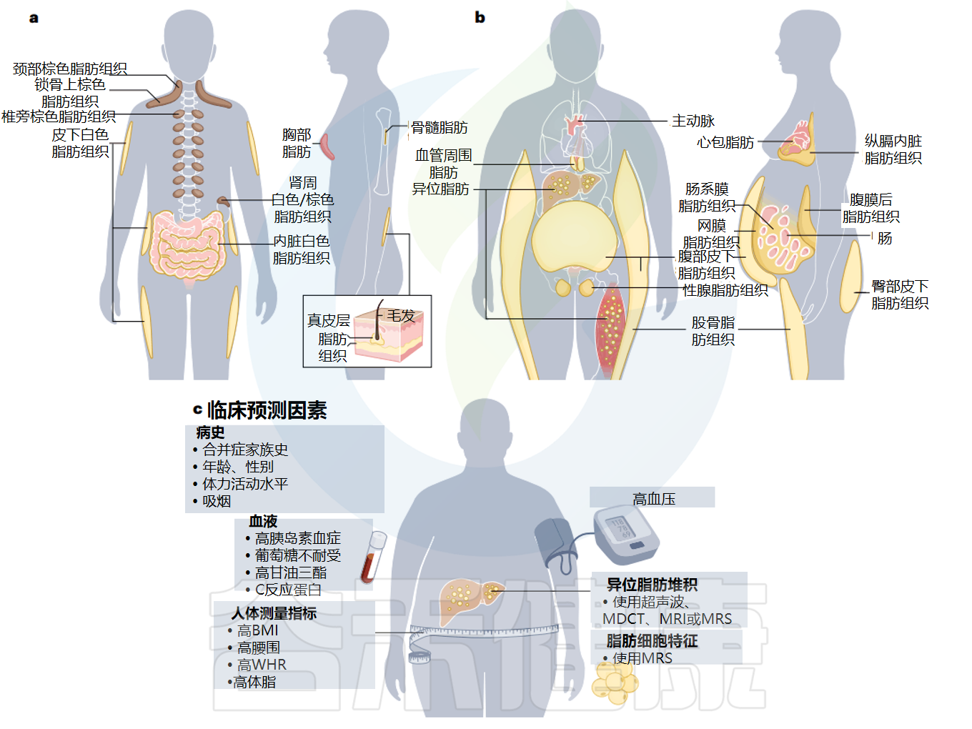 细胞代谢 – 谷禾健康