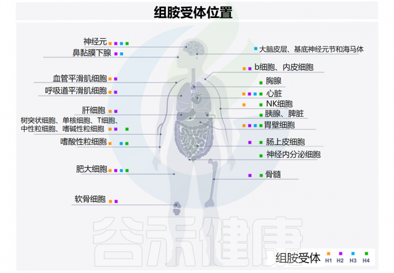 组胺 – 谷禾健康