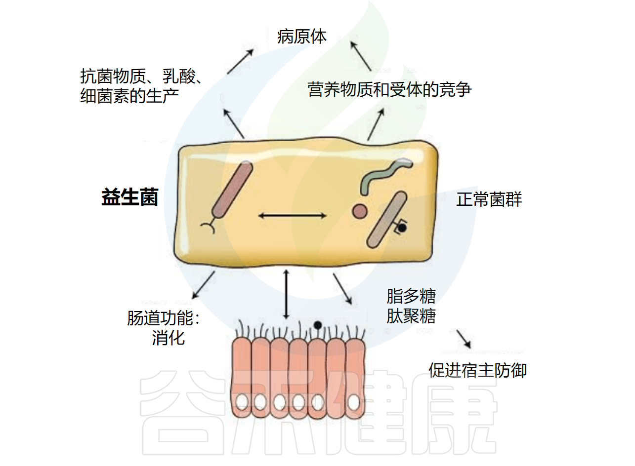 益生菌 – 谷禾健康