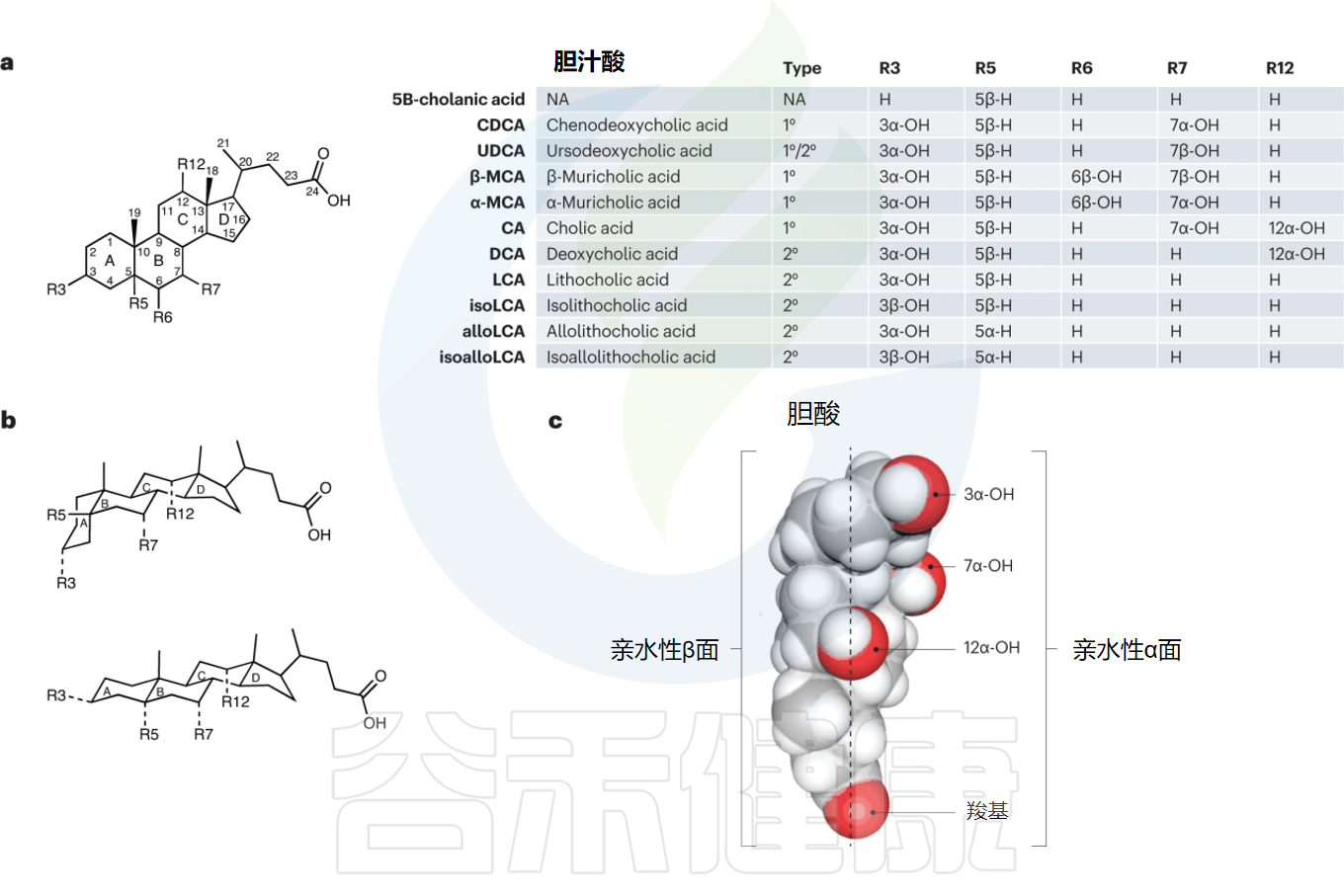胆汁酸 – 谷禾健康