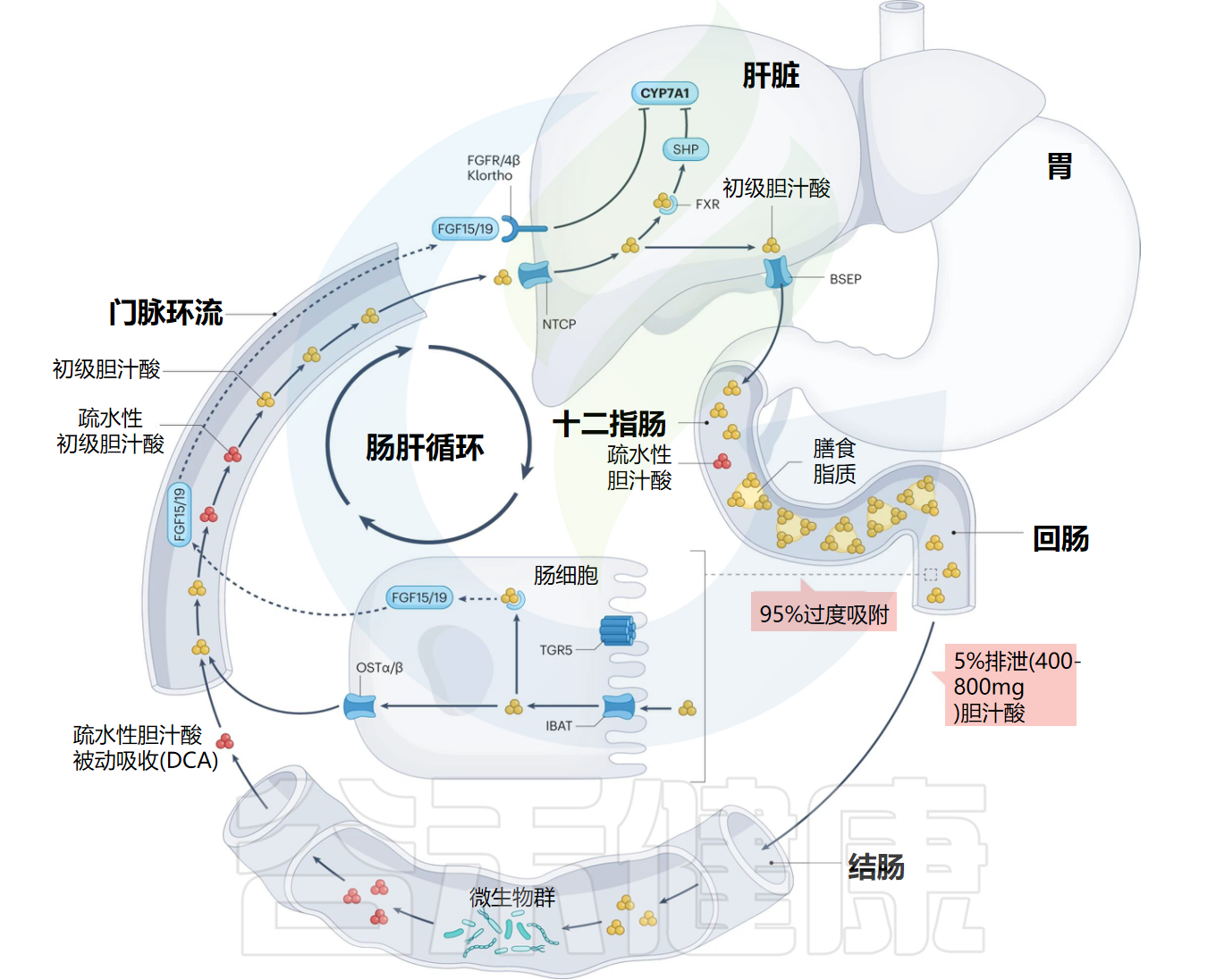 胆汁酸 – 谷禾健康