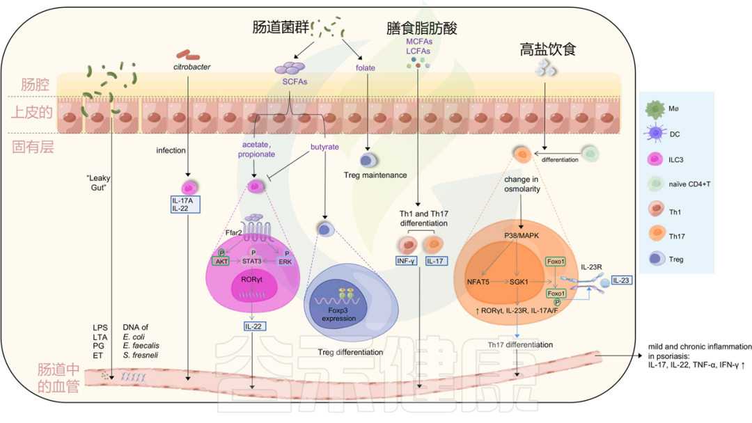 NLRP1炎症小体 – 谷禾健康