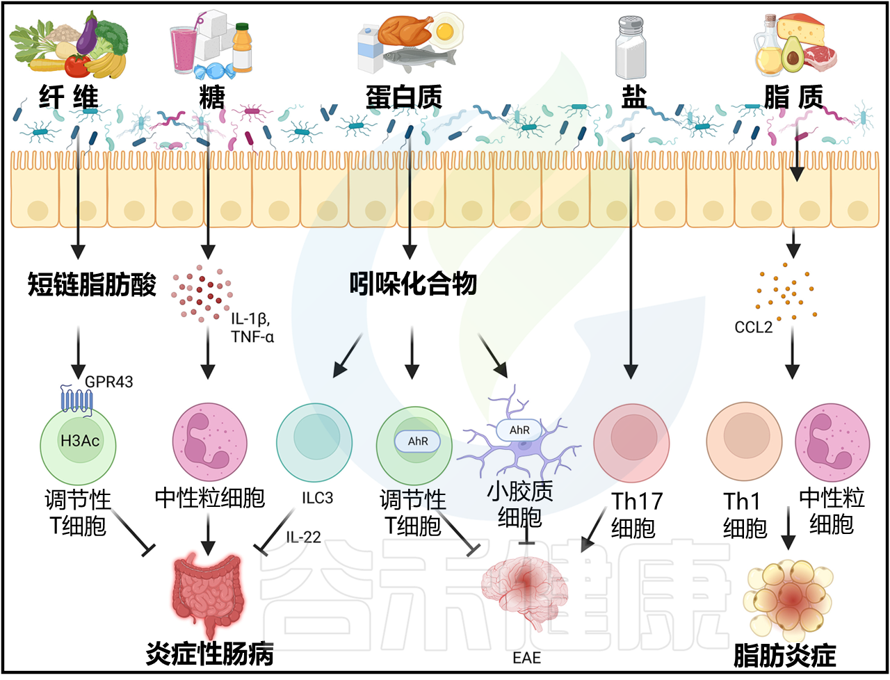 营养调控微生物及代谢产物:对免疫和炎症的影响 – 谷禾健康