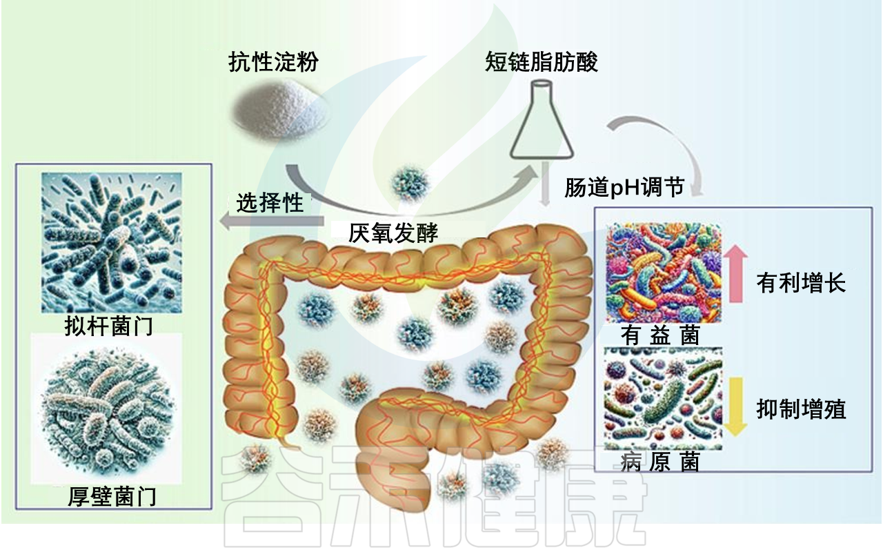 抗性淀粉：健康益处、食物来源、与肠道菌群的关联 – 谷禾健康