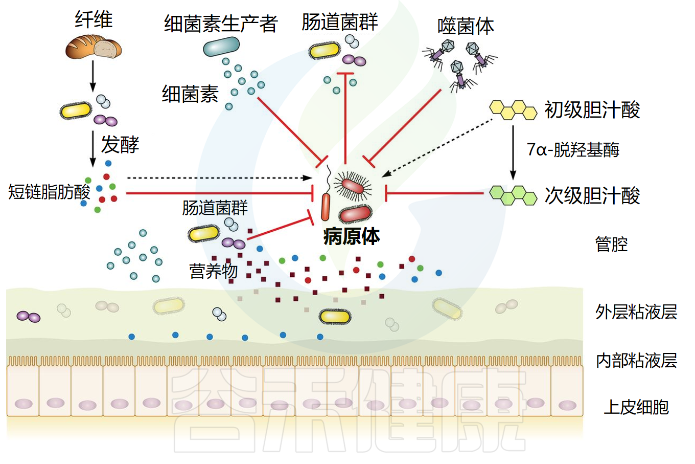 炎症 – 谷禾健康