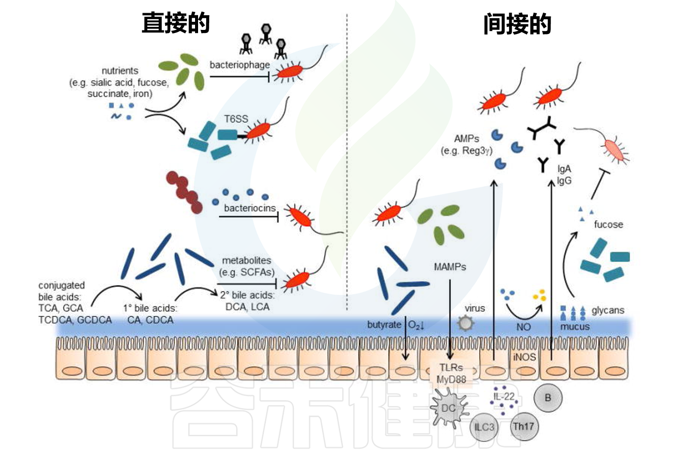 炎症 – 谷禾健康
