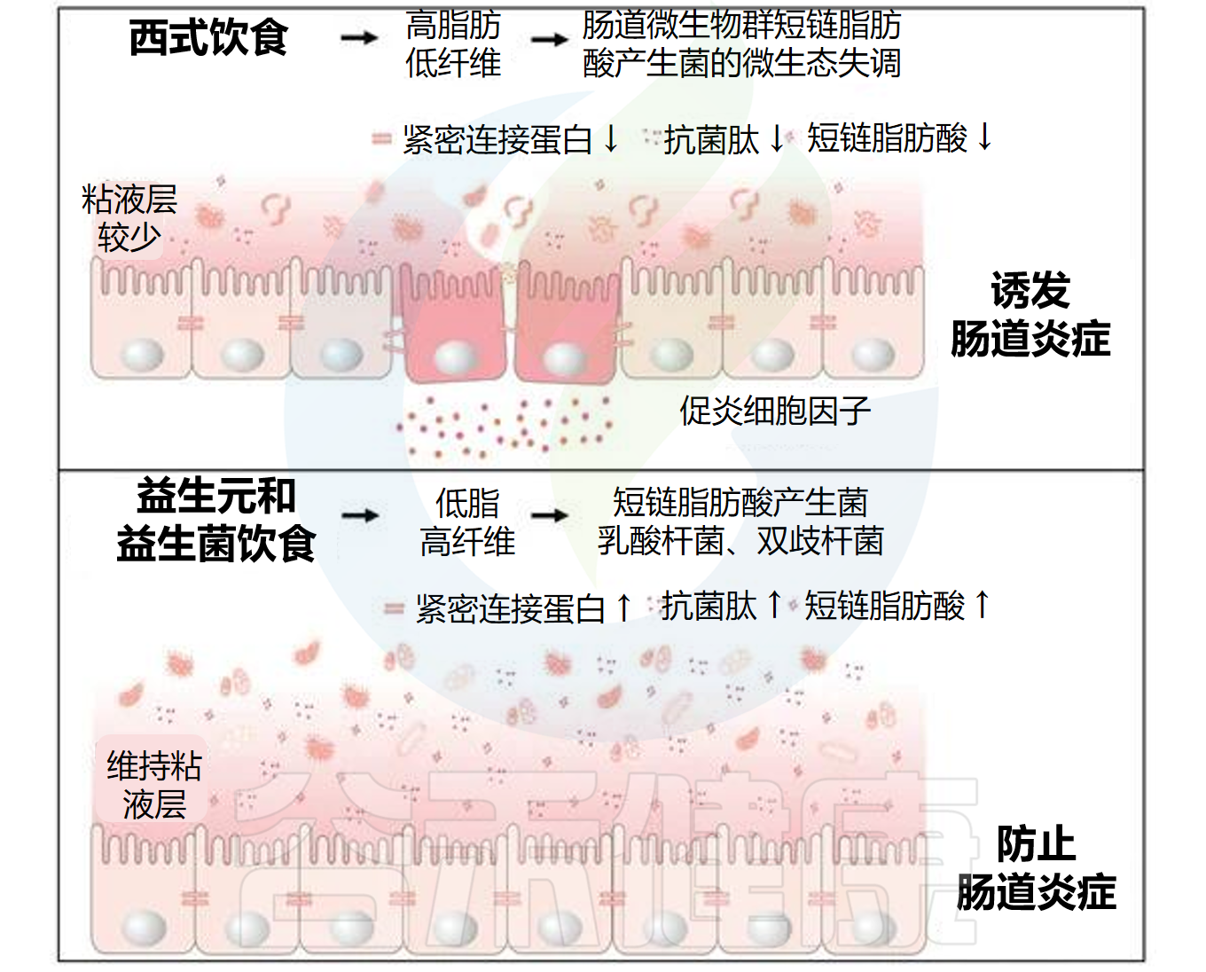 炎症 – 谷禾健康