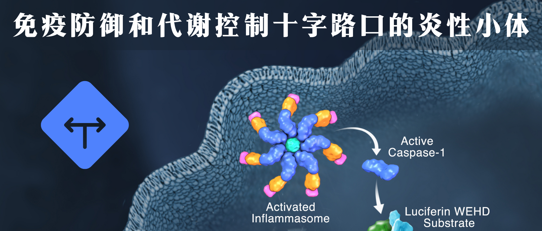 NLRP3炎症小体 – 谷禾健康
