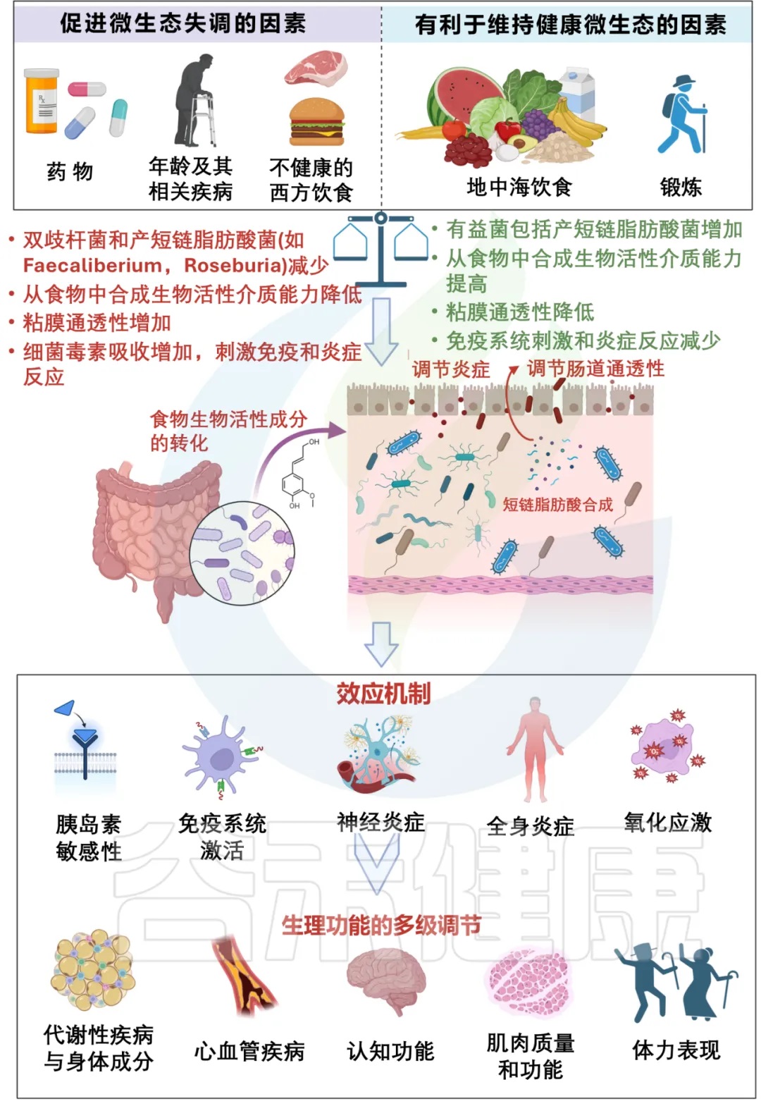 衰老 – 谷禾健康