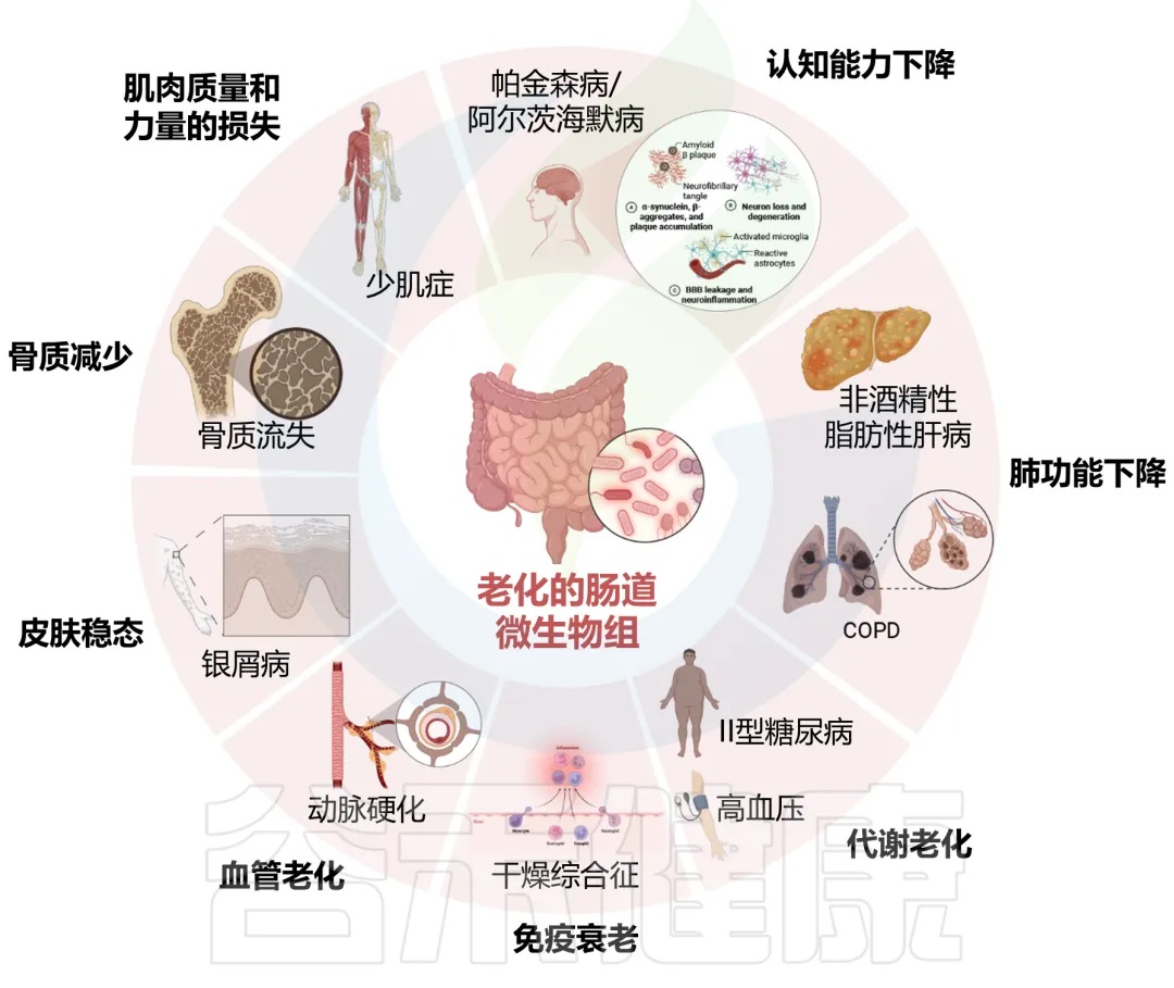 衰老过程中肠道菌群变化及其对老年抑郁和认知下降的影响 – 谷禾健康