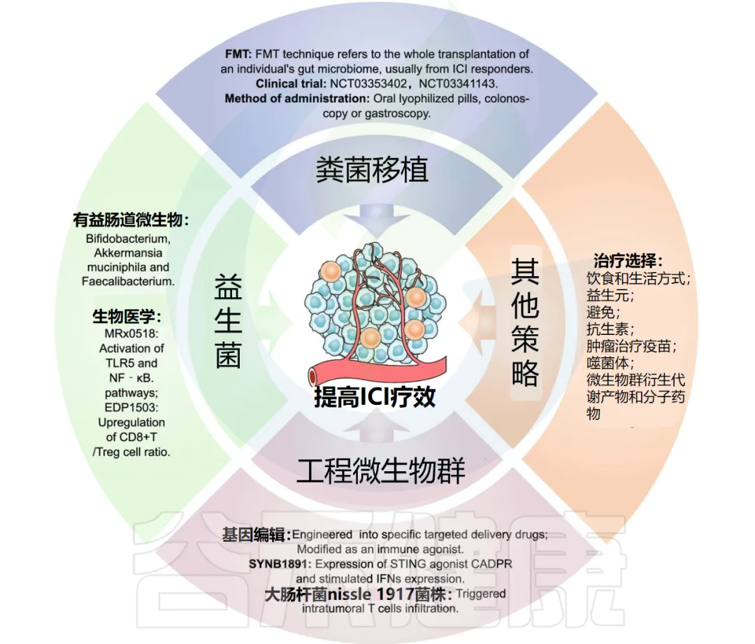 瘤胃球菌科（Ruminococcaceae） – 谷禾健康