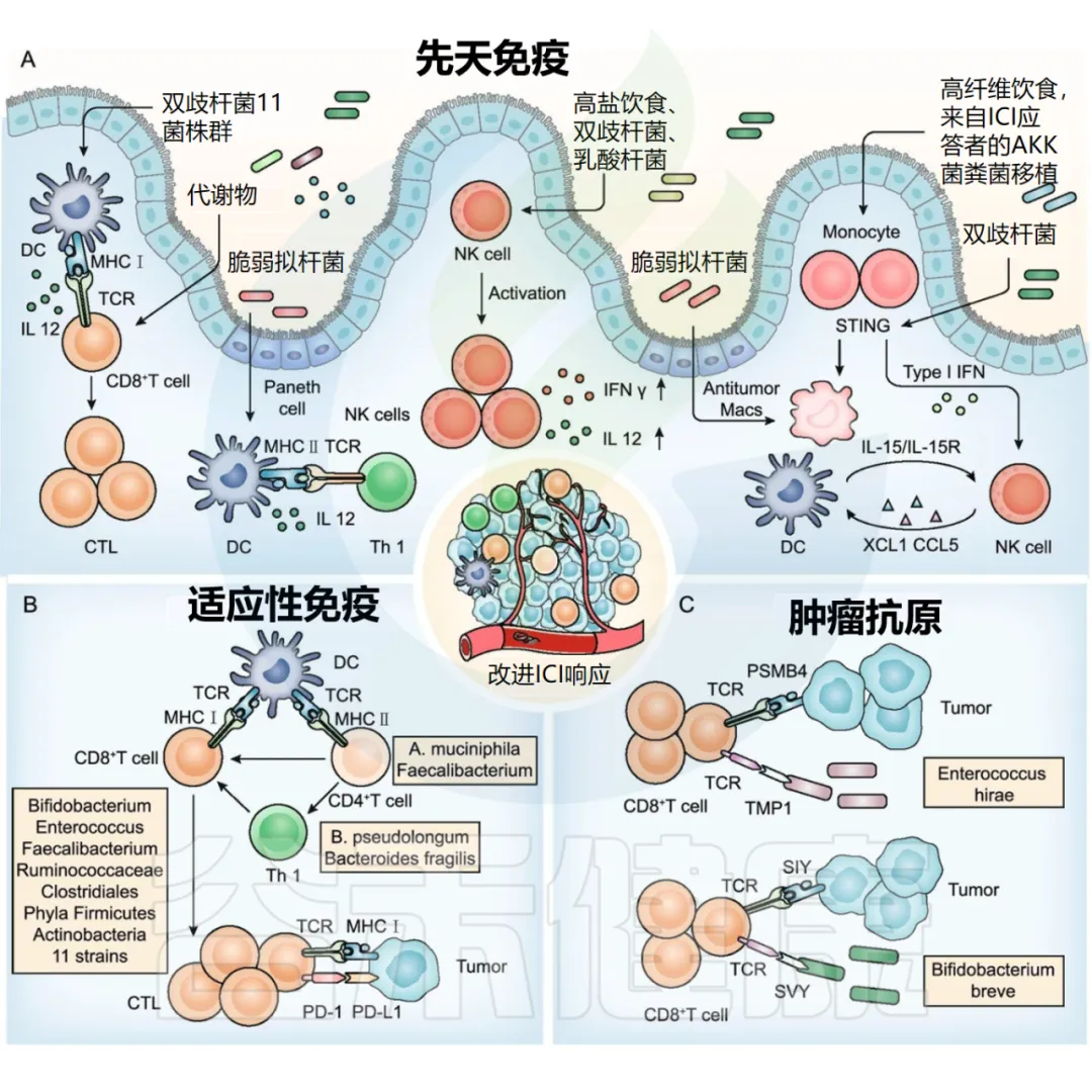 瘤胃球菌科（Ruminococcaceae） – 谷禾健康