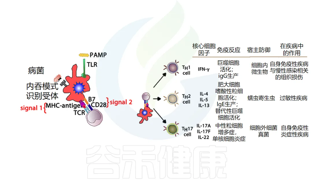 炎症 – 谷禾健康