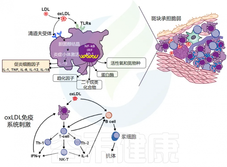 炎症 – 谷禾健康