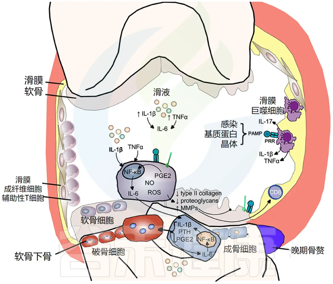 炎症——始于不平衡,归于免疫:理解和管理慢性疾病 – 谷禾健康