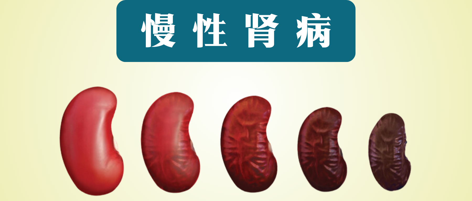 肾功能– 谷禾健康